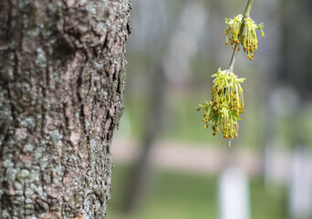 Flowering tree 1