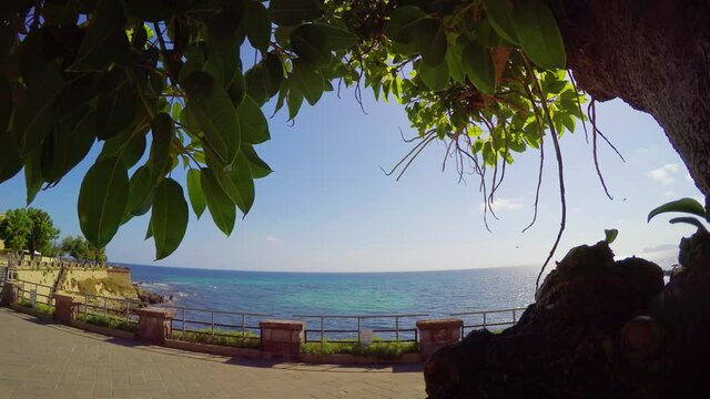 Trees in Alghero seafront. Sardinia, Italy