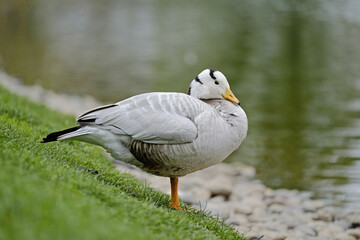 Exotic duck near the lake