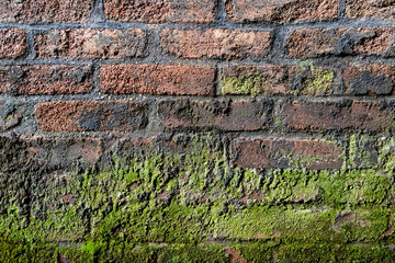 Organic texture of green algae and moss on a brick wall, industrial background image