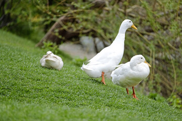 Ducks on the grass near the lake 2