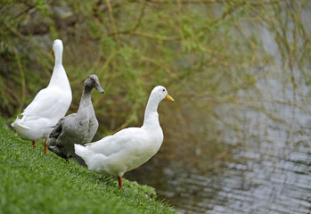 Naklejka na ściany i meble Ducks on the grass near the lake 4