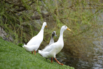 Ducks on the grass near the lake 3