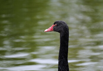 Obraz premium Head of a black swan