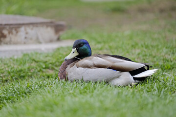 Drake on the grass in the park