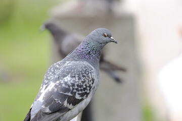 Fototapeta premium Dove on a fence 1