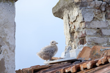 Gull chick 7