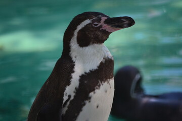 フンボルトペンギン