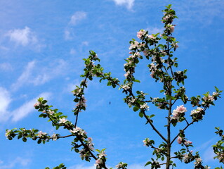 Blooming apple tree twigs