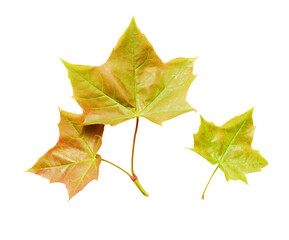 Fresh maple leaves