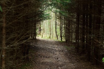 Hiking trail trough the dense forest with light in the end.