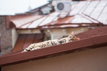 Leopard cat on the roofs of Tbilisi © ilyaska