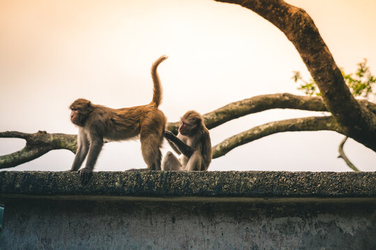 Macaques checking for bugs