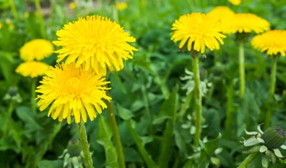 Cercles muraux Dent de lion Fresh bright yellow dandelion flowers