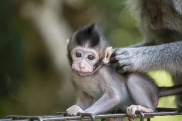 Crédence de cuisine en verre imprimé Singe Monkey family at sacred monkey forest Ubud Bali Indonesia.