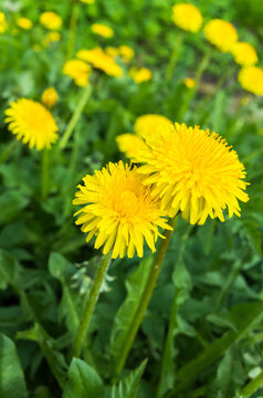 Fototapeta Fresh bright yellow dandelion flowers in spring