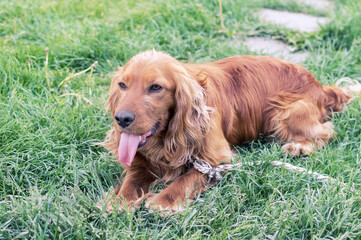 Cocker Spaniel on the green grass