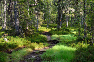 Hiking trail with bright green grass around in the forest.