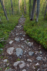 Stony hiking trail in the thick forest. - 157426876