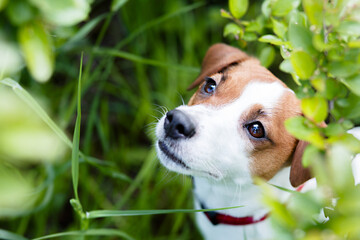 jack russel terrier summer © Nastasya Vetropuzova