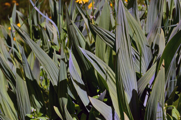 Background of the leaves of the garden plants