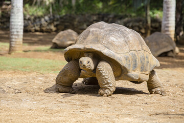 Giant turtles, dipsochelys gigantea in island Mauritius