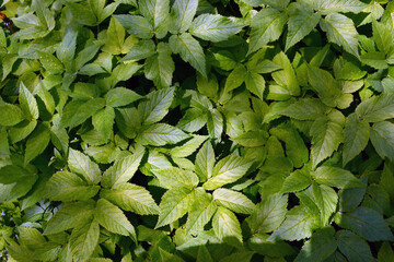 Background of the leaves of the garden plants