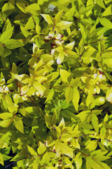 Background of the leaves of the garden plants