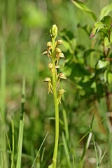 Ohnhorn (Aceras anthropophorum) 
