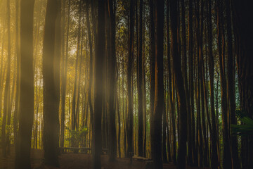 Indonesian pine forest at dawn