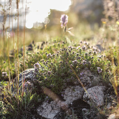 Thyme growing in a meadow among other herbs