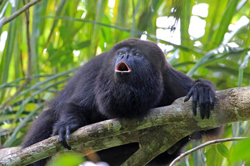 Black howler monkey, aluatta pigra, sitting on a tree in Belize jungle and howling like crazy. They are also found in Mexico and Guatemala. They are eating mostly leaves and occasional fruits. - obrazy, fototapety, plakaty