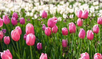 Fototapeta premium Świeże różowe i białe tulipany wiosną