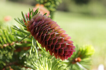 Branches of flowering spruce with red cones in forest.