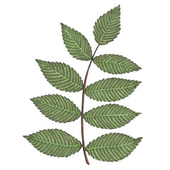 Hand painted with markers twig with green leaves