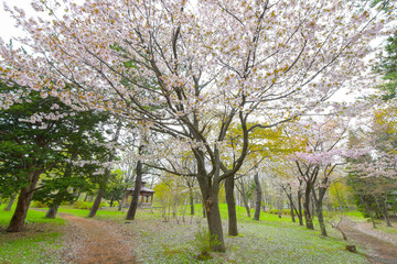 Fototapeta premium public park