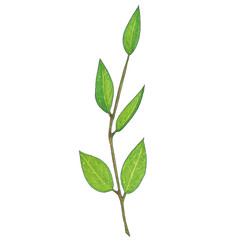 Hand painted with markers twig with green leaves
