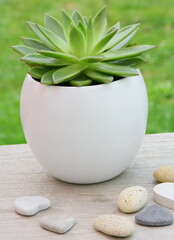 galets,plante grasse,décoration détente