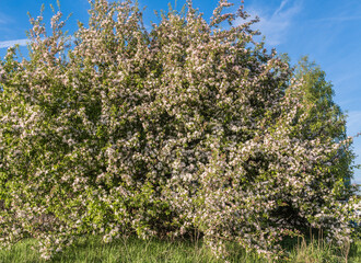 Naklejka premium An image of Apple tree in bloom against blue sky.