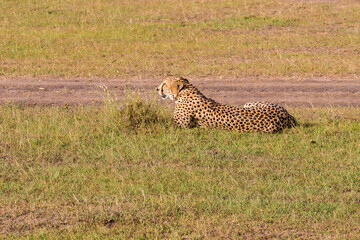 Cheetah resting