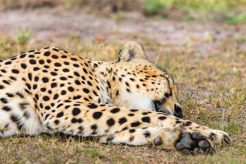 Cheetah lying and sleep