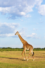 Fototapeta premium Giraffe walking in the savannah