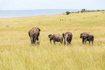 Elephants with a newborn calf walking on the savannah
