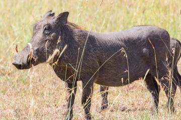 Warthog standing in the grass of the savanna