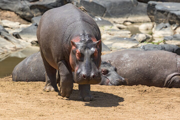Hippos walking on riverbank