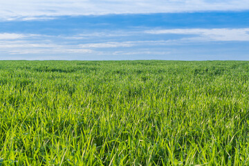 A landscape with green meadow under blue sky,day light.