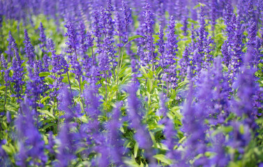 abstract background,flowers

