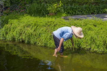 Gardener man worker with hat on head cleaning the water pond pool from leaves in the garden