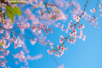 Pink Wild Himarayan Cherry on blue sky