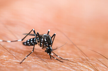 mosquito sucking blood on human skin.